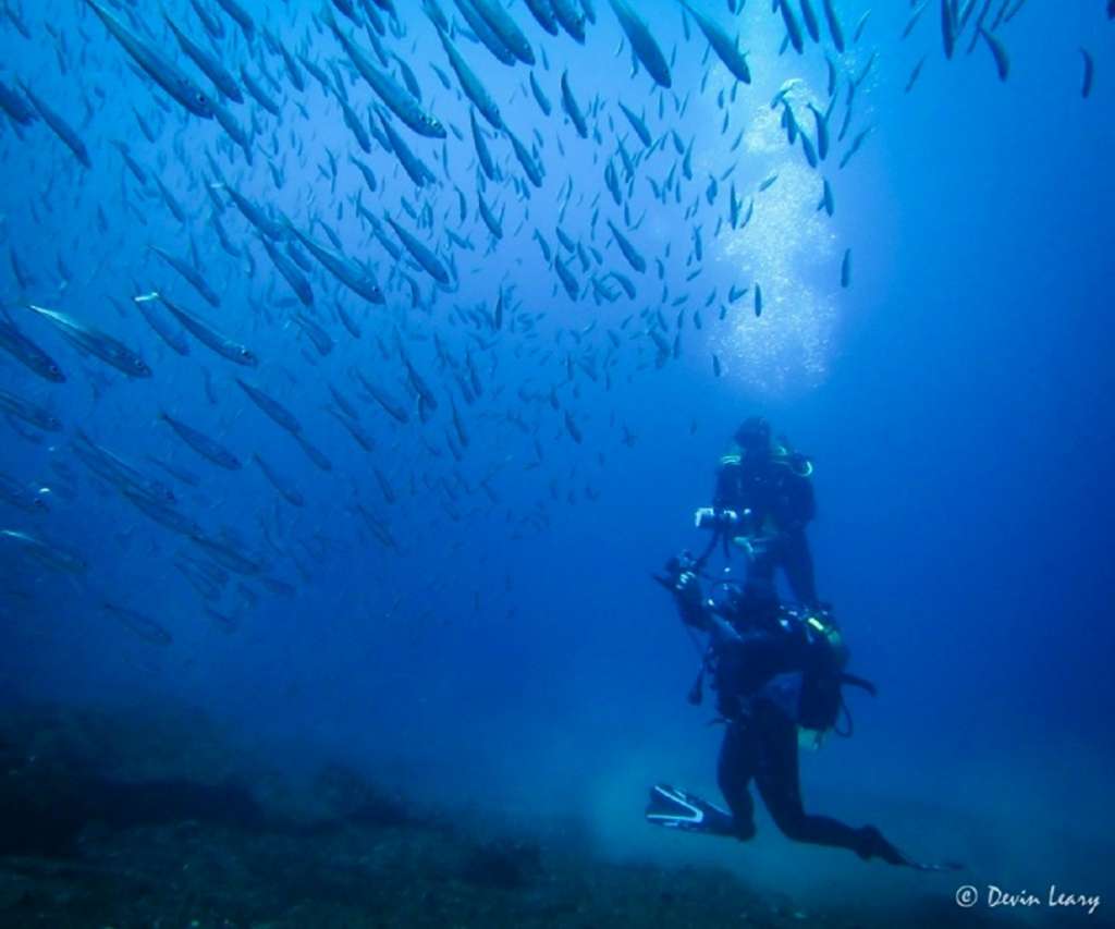 reasons-to-visit-the-azores-diving
