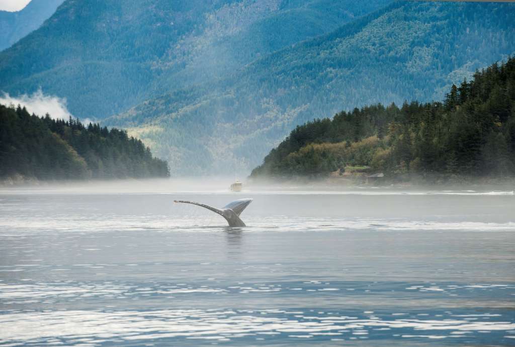 Whale Watching