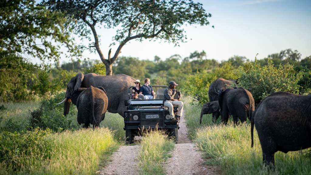 reasons-to-visit-south-africa-safari