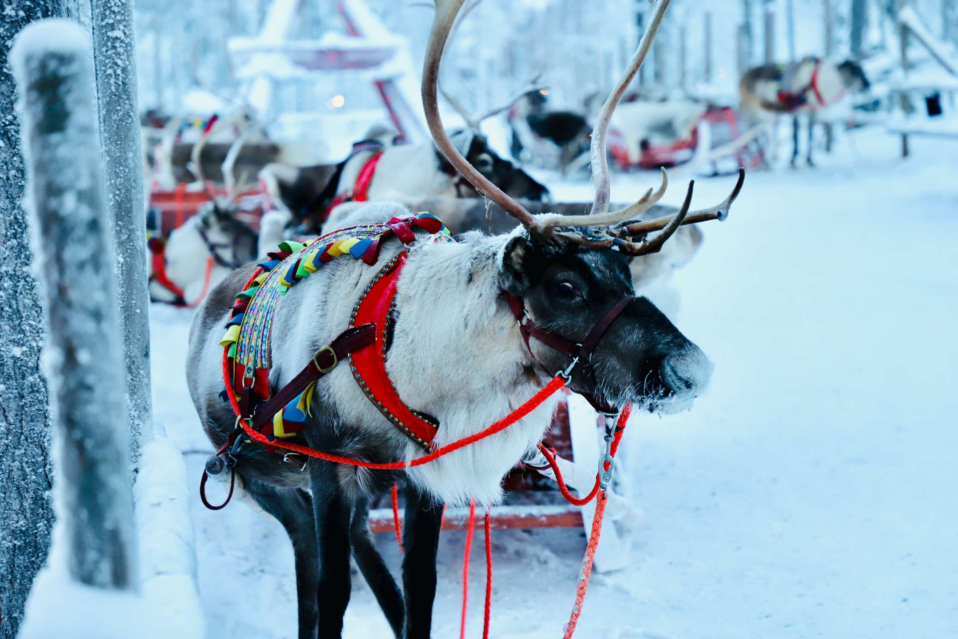 why-you-need-to-visit-lapland-snow